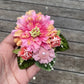 Vintage Lace Flower Fascinator